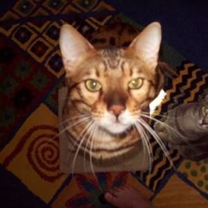 Meet your Posher, Shar